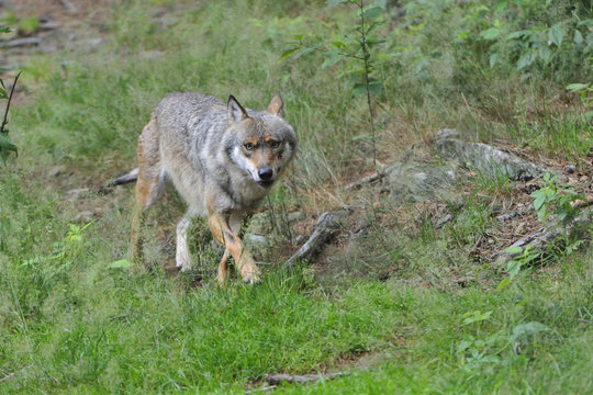 Fototapeta Wolf