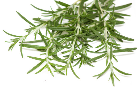 twigs of rosemary