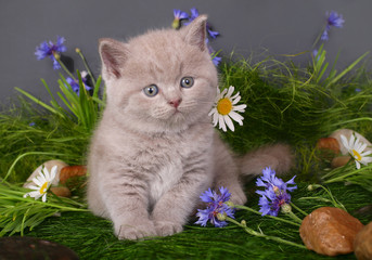 Kitten in flowers on a black background