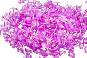 tapis fleurettes lantana