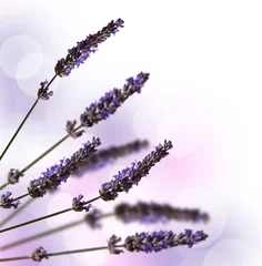 Gardinen Lavendel, Bokeh und weißer Hintergrund © Delphotostock