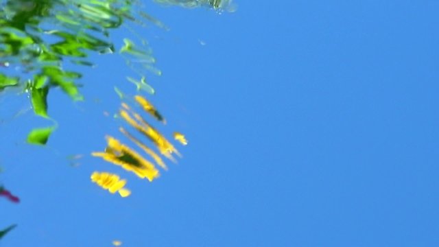 Calendula/Marigold. Flowing water on the mirror