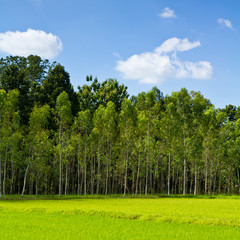 Fototapeta na wymiar Eucalyptus forest with rice field