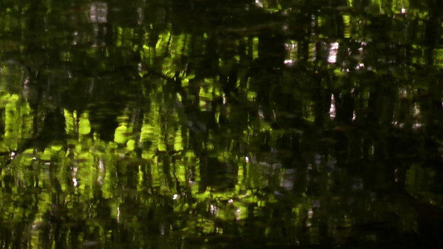 trees reflected in water of a mountain stream