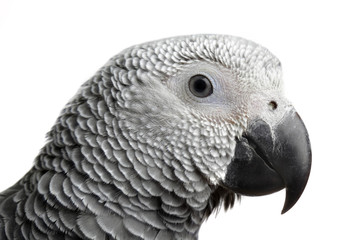 parrot isolated on white