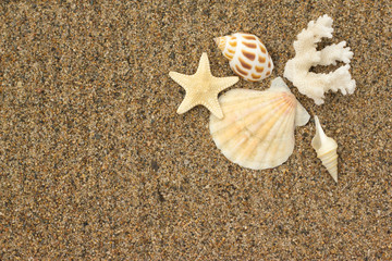 sea shells with sand