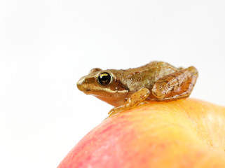 Grenouille sur une pomme - Frog on an apple