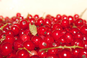 Currant