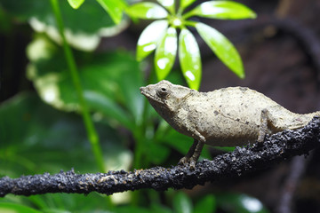 Pygmy Chameleon