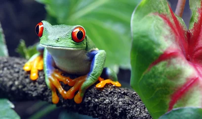 Peel and stick wall murals Frog Red-Eyed Tree Frog