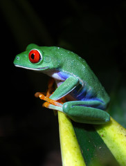 Obraz premium Red-Eyed Tree Frog