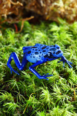 Fototapeta premium Blue Poison Dart Frog