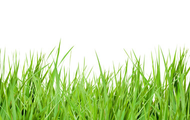 Fototapeta premium grass green