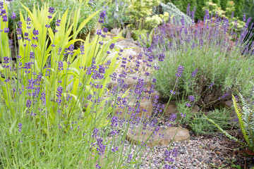 Garden Path with English Lavender Flowers