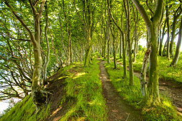 Pfad im Küstenwald