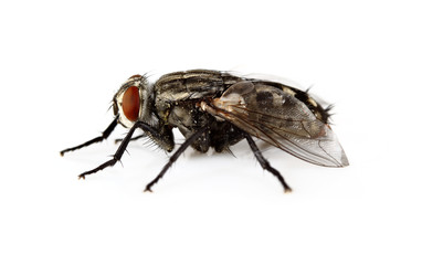 Fly