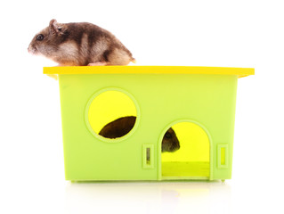 Two young hamsters with house  isolated on white
