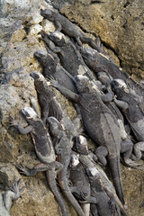 Obraz premium Marine iguana (Galapagos)