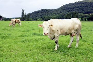 blonde d'aquitaine en montagne