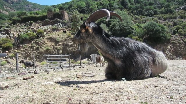 Ch&egrave;vre sauvage au repos