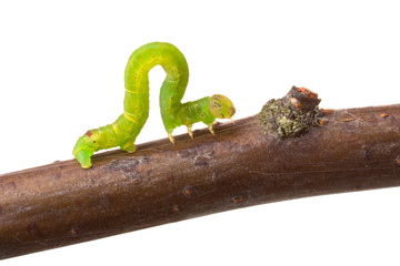Inchworm walking on a branch - Powered by Adobe