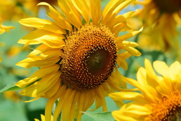 подсолнечник