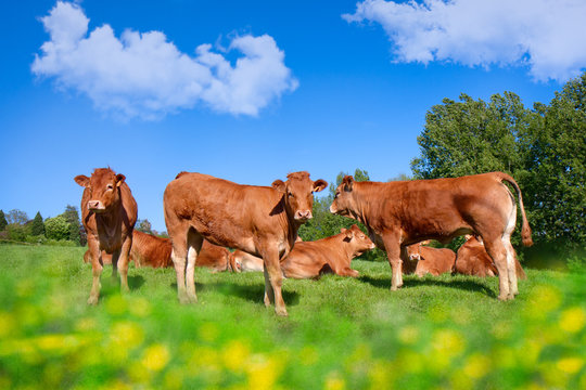 Labourage et P&acirc;turage veaux vaches herbage