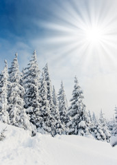 winter landscape
