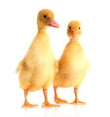 two yellow duck isolated on white