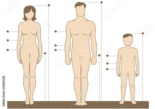 Download Human Body Measurements And Proportions Wall Mural Wallpaper Murals Zubada