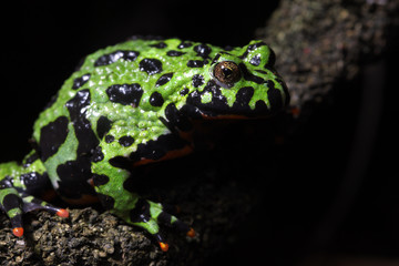 Fire-Bellied Toad