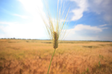 Naklejka premium wheat field