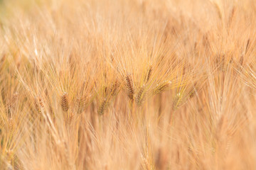 wheat field