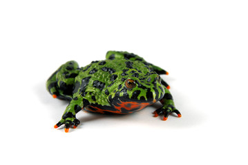 Fire Bellied Toad