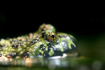 Fire Belly Toad