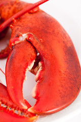 Claw of lobster