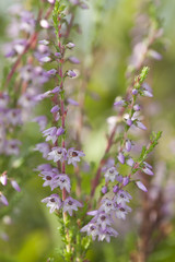 Heather flower, macro photo