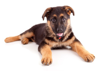 German Shepherd dog - 34039456