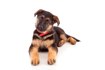 Obraz premium German Shepherd dog