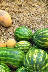 Watermelon and cantaloupe in hay