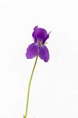 Fiołek (Viola odorata) Izolowany ze ścieżką, na białym tle.