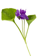 Fiołek (Viola odorata) Izolowany ze ścieżką, na białym tle. - obrazy, fototapety, plakaty