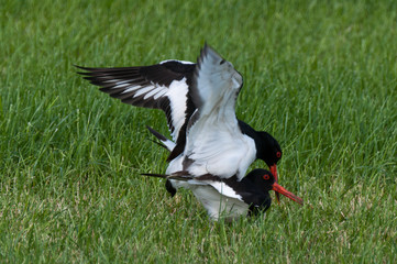 Mating ritual of two oystercatchers in grassland