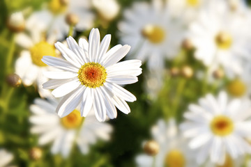 Daisy Flowers