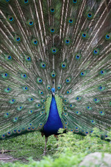 Obraz premium Stolzer Pfau