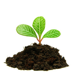 plant
