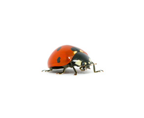 Ladybug