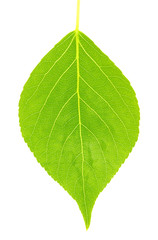 green leaf
