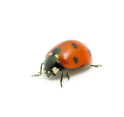 Ladybug