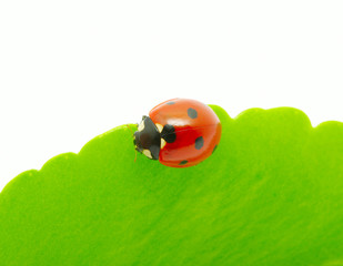 ladybug